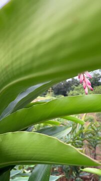 Vertical 4K cinematic tilt up shot revealing a blooming shell ginger atom flower cluster from its green stalk leaves