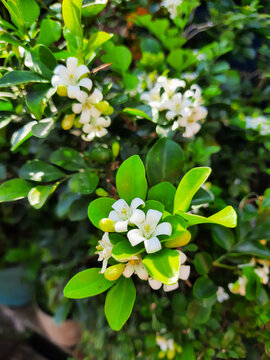 Vertical close up of white kemuning flowers blooming in the garden, beautiful orange jessamine blossoms with fresh green leaves, portrait macro photo of murraya paniculata under bright sunny day