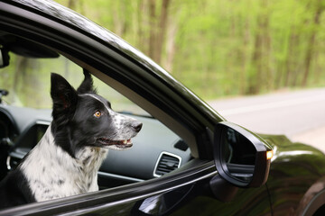 Obraz premium Cute dog peeking out car window, view from outside, space for text. Traveling with pet