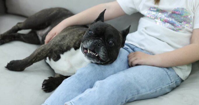 Little girl with her cute French bulldog dog on sofa at home, closeup. Camera moving in