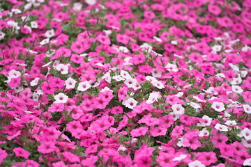 Obraz premium Tochigi, Japan - May 28, 2026: Petunia bed in a garden 