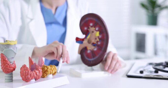 Doctor showing models of thyroid glands and kidney at white table in clinic, closeup