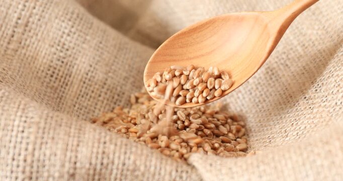 Pouring wheat grains on burlap fabric, closeup