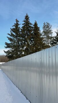 Metal fence snowy parking fir trees gleaming galvanized panels form high barrier beside snow-covered lot, tall fir trees framing