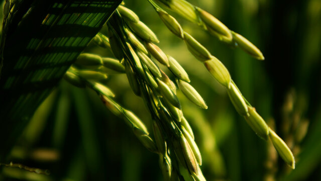 color gradation of the details of the rice grains that are starting to fill out