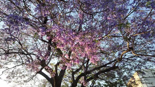 Jacaranda branches full of purple flowers gently swaying in the wind at sunset in Buenos Aires, Argentina.