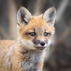 Fototapeta premium Red Fox Kit