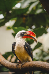 A close-up portrait of a colorful bird perched on a tree branch with a blurred natural green background. © Christian