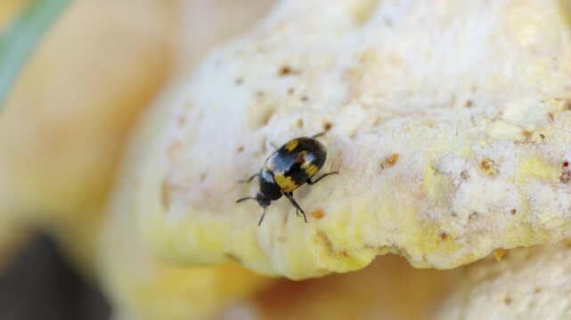 Tiny beetle crawls slowly over pale, textured fungi. Bright yellow and black patterns mark its small body. It explores the uneven surface with cautious movements