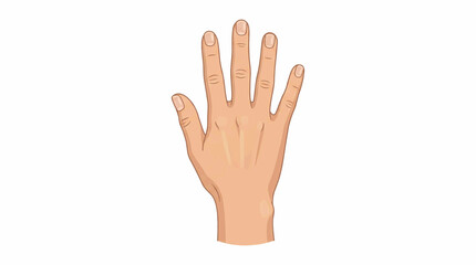Obraz premium Human Anatomy: Front View Human Hand Vector Illustration for Medical Education