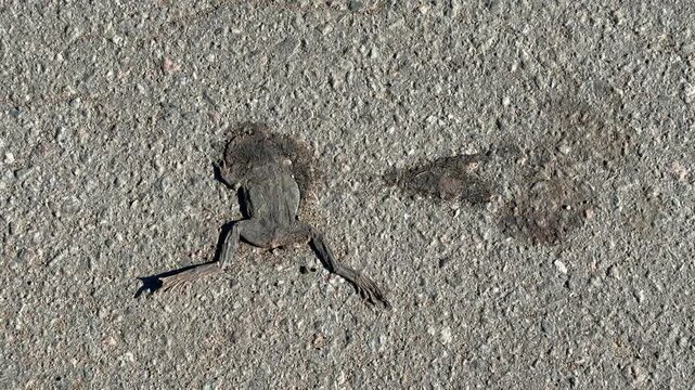 Dead frog skeleton on road closeup showing flattened skin and exposed bones on asphalt and gravel, crushed limb outlines