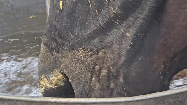 Extreme close up of horse drinking water, domestic horse muzzle at water trough, thirsty livestock animal on farm, rustic equestrian lifestyle
