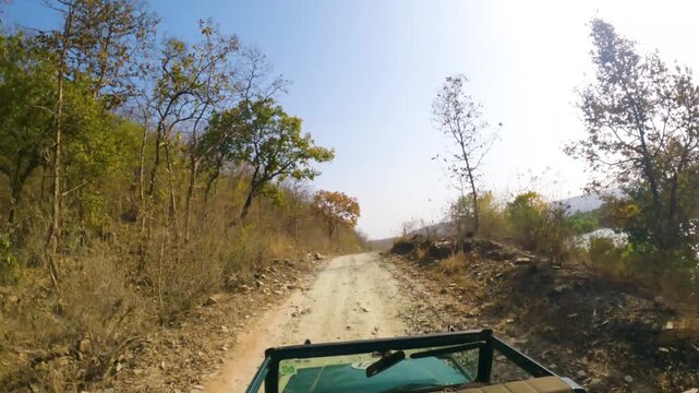 Safari jeep exploring forest road during tiger search at Panna Tiger Reserve India