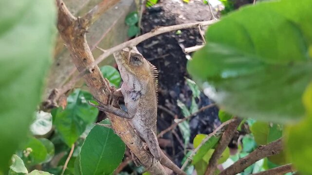 Chameleon hiding among bushes, showing camouflage ability and reptile behavior in natural outdoor environment.