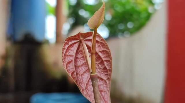 Young betel leaves with fresh green patterns and natural texture, showing tropical foliage beauty in close-up view.