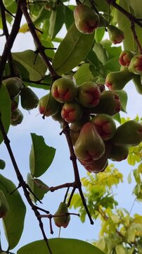 Red Syzygium aqueum fruit growing on tree, showing fresh tropical wax apple in natural garden environment.