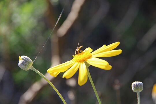 Common Halfband (Melangyna viridiceps) feeding on nectar of daisy bush flower, South Australia