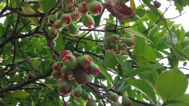 Red Syzygium aqueum fruit growing on tree, showing fresh tropical wax apple in natural garden environment.