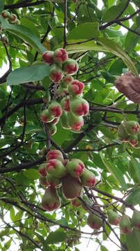 Red Syzygium aqueum fruit growing on tree, showing fresh tropical wax apple in natural garden environment.