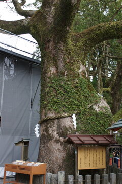 熊野古道中辺路の風景　熊野那智大社