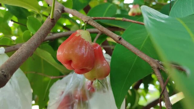 Red Syzygium aqueum fruit partially eaten by fruit-eating animal, showing natural feeding behavior in tropical environment
