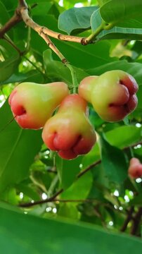 Red Syzygium aqueum fruit growing on tree, showing fresh tropical wax apple in natural garden environment.