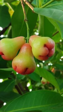 Red Syzygium aqueum fruit growing on tree, showing fresh tropical wax apple in natural garden environment.