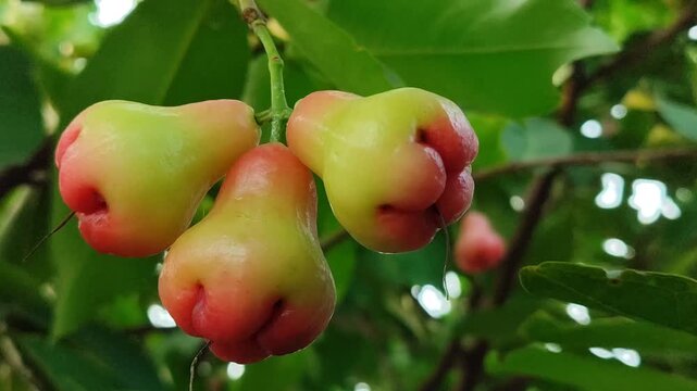 Red Syzygium aqueum fruit growing on tree, showing fresh tropical wax apple in natural garden environment.