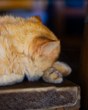 Gato naranja tap&aacute;ndose la cara
