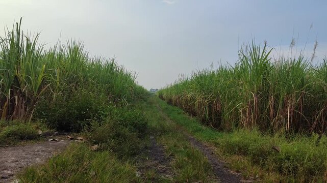 Lush sugarcane plantation with healthy green crops, showing fertile agricultural landscape in tropical countryside.
