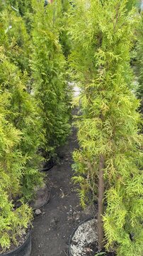 Small green thuja trees in pots, outdoor flower shop display under bright daylight, dark soil pathways between containers, neat