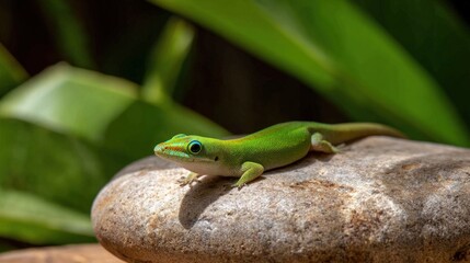 Obraz premium Green lizard resting on stone