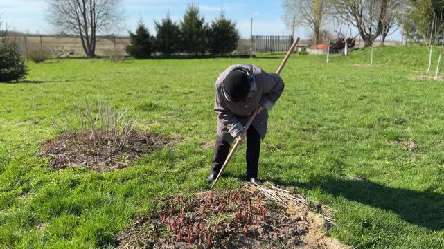 Grandmother hoeing peony bed, loosening soil during sunny spring day wearing warm coat and hat, gently breaking mulch to reveal