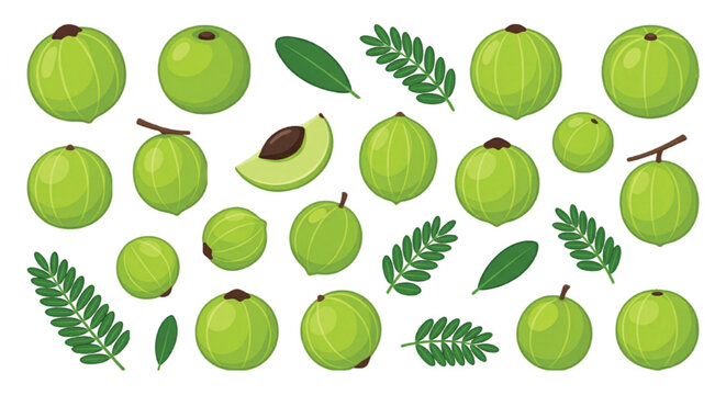 Fresh green amla fruit collection, Indian gooseberry vector set with leaves and slices, organic phyllanthus emblica botanical elements for health design