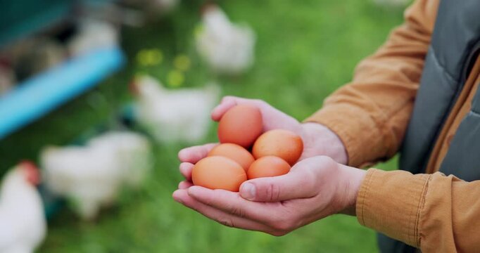 Chicken farm, hands or person with eggs for agriculture, free range production or organic protein. Eggshell, poultry farmer or show fresh produce quality, natural food or agro industry in countryside