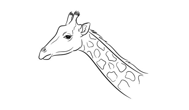 Modern giraffe head profile outline vector minimalist safari animal design