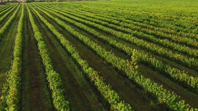 Vineyard in France with rows of vines in a rural countryside landscape under a summer sky