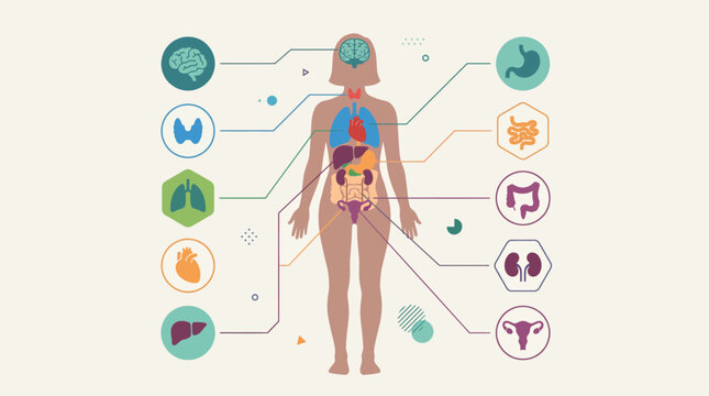 Human Body Anatomy with Internal Organs and Glands Diagram.