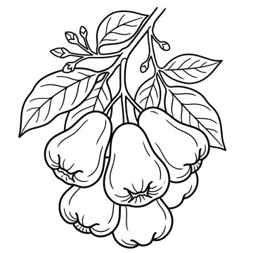 hand drawn rose apples
