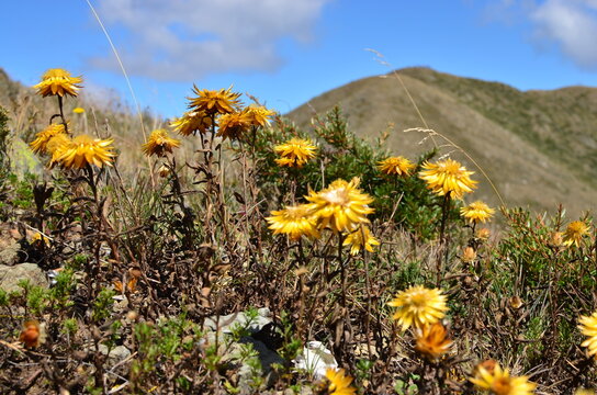 Native yellow everlasting wildflowers blooming in alpine Australia