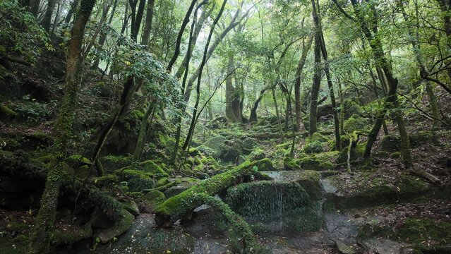 Magical deep forest filled with green mossy rocks and ancient trees in Yakushima, Japan
