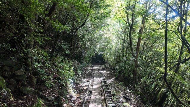 Old railway track of Anbo Trail hidden in deep green forest, Yakushima