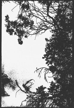 newspaper vintage print of a landscape and trees