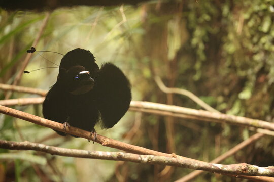 The western or Arfak parotia (Parotia sefilata) is a medium-sized, approximately 33 cm long, bird-of-paradise with a medium-length tail.
