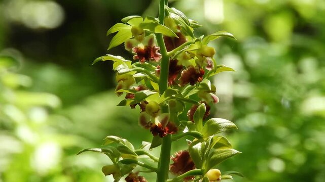 【4K】新緑に溶け込むサルメンエビネ：森と同化する緑色の野生蘭。青森の深山に隠された希少な植物風景　[4K] Camouflaged Beauty: Green Wild Orchid (Calanthe tricarinata) Blending into the Fresh Green Forest  撮影日：20260518-1