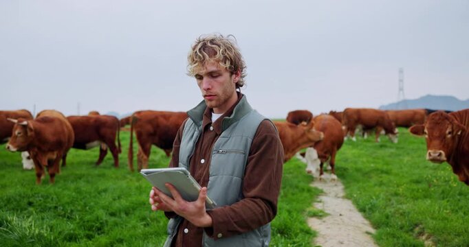 Tablet, cow and thinking with man on farm as herd record manager, agriculture and tracking animal breed. Livestock production, online milk yield report and reflection with person in countryside