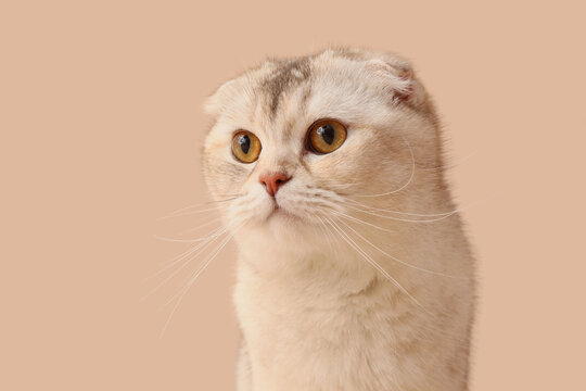 Cute Scottish fold cat on beige background, closeup