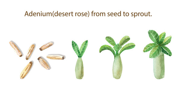 Adenium desert rose from seed to sprout. Watercolor illustration