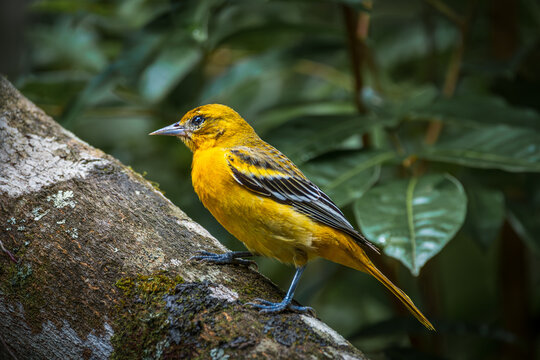 Female Baltimore Oriole (Icterus galbula) perched on a mossy tree trunk in the tropical rainforest of Costa Rica.