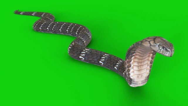 Animated brown snake slithering on green chroma key background motion graphics element for video projects